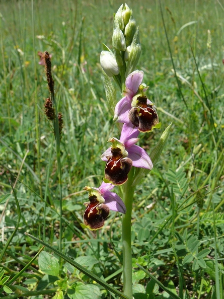 Ophrys_bourdon_38.jpg