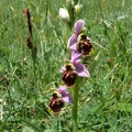Ophrys_bourdon_38.jpg