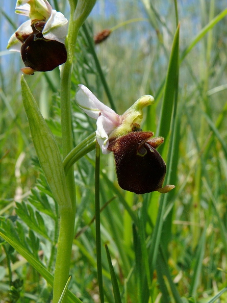 Ophrys_bourdon_39.jpg