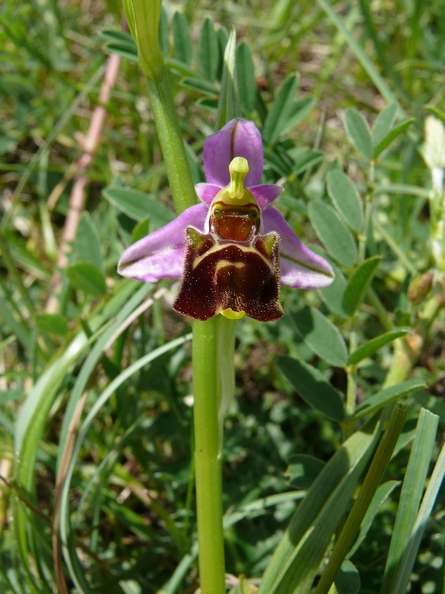 Ophrys_bourdon_40.jpg