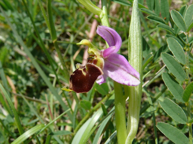 Ophrys_bourdon_41.jpg