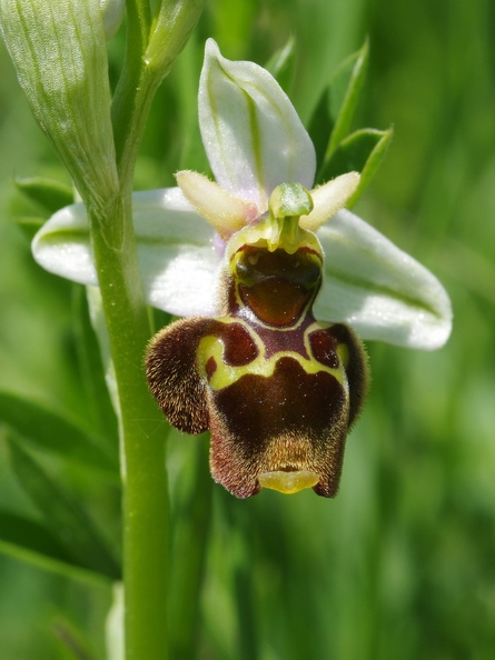 Ophrys_bourdon_42.jpg