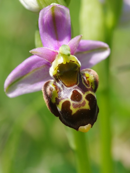 Ophrys_bourdon_43.jpg