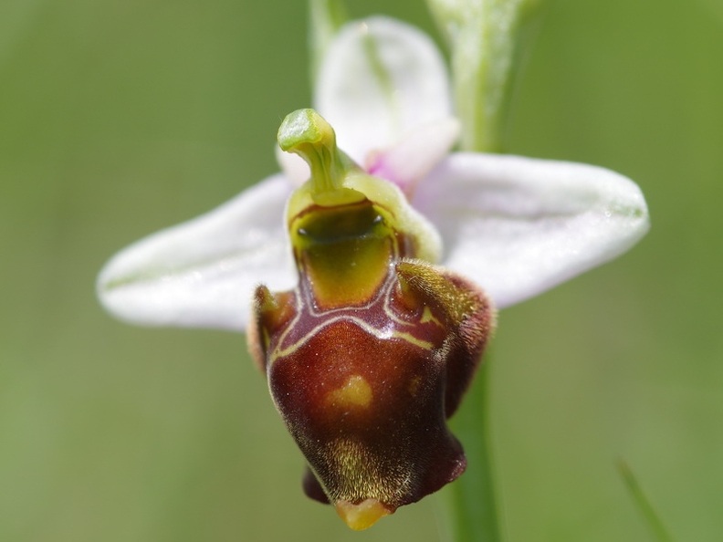 Ophrys_bourdon_44.jpg