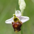 Ophrys_bourdon_45.jpg