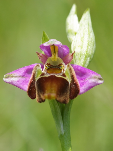 Ophrys_bourdon_46.jpg