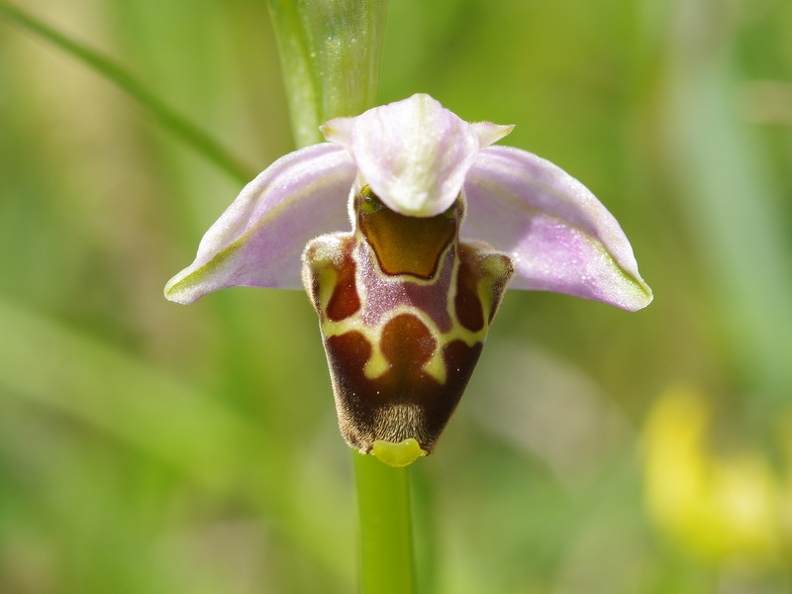 Ophrys_bourdon_47.jpg