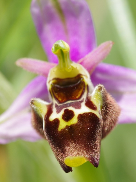 Ophrys_bourdon_48.jpg