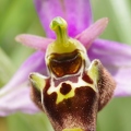 Ophrys_bourdon_48.jpg