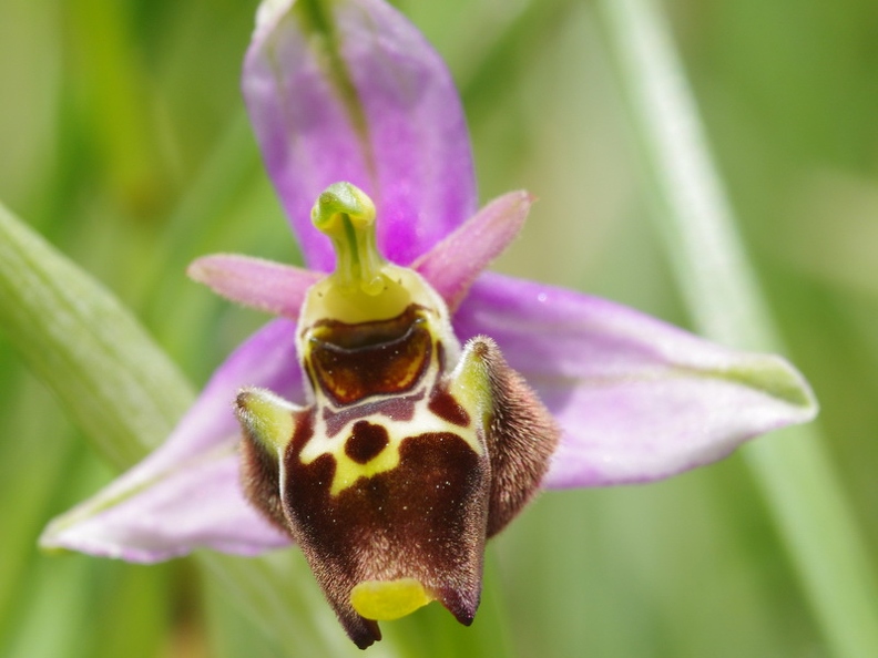 Ophrys_bourdon_49.jpg