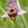 Ophrys_bourdon_50.jpg