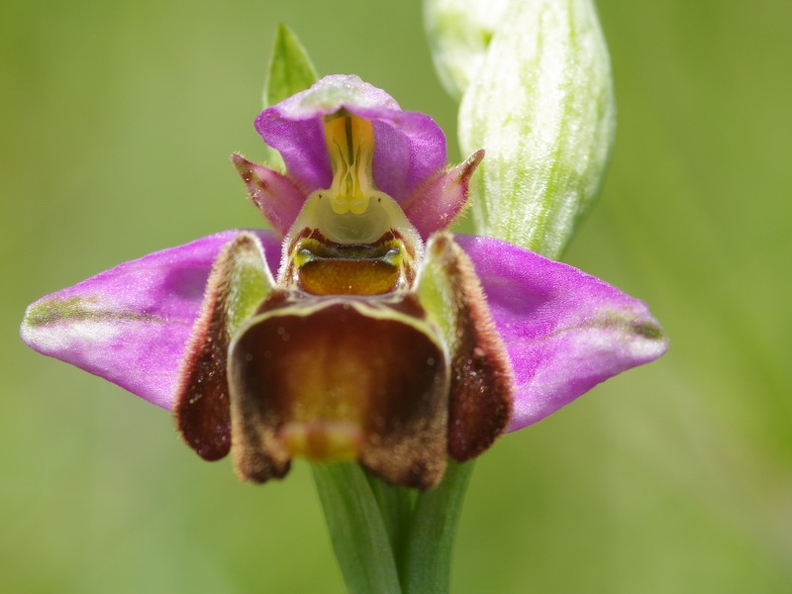 Ophrys_bourdon_51.jpg