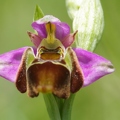 Ophrys_bourdon_51.jpg