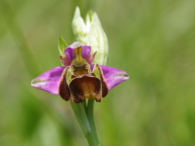 Ophrys_bourdon_52.jpg