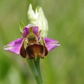 Ophrys_bourdon_52.jpg