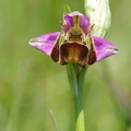 Ophrys_bourdon_53.jpg