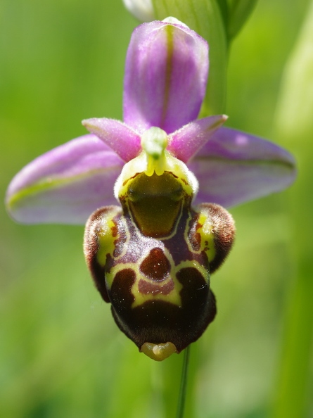 Ophrys_bourdon_54.jpg