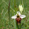 Ophrys_bourdon_55.jpg