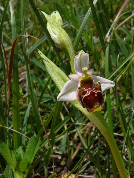 Ophrys_bourdon_56.jpg