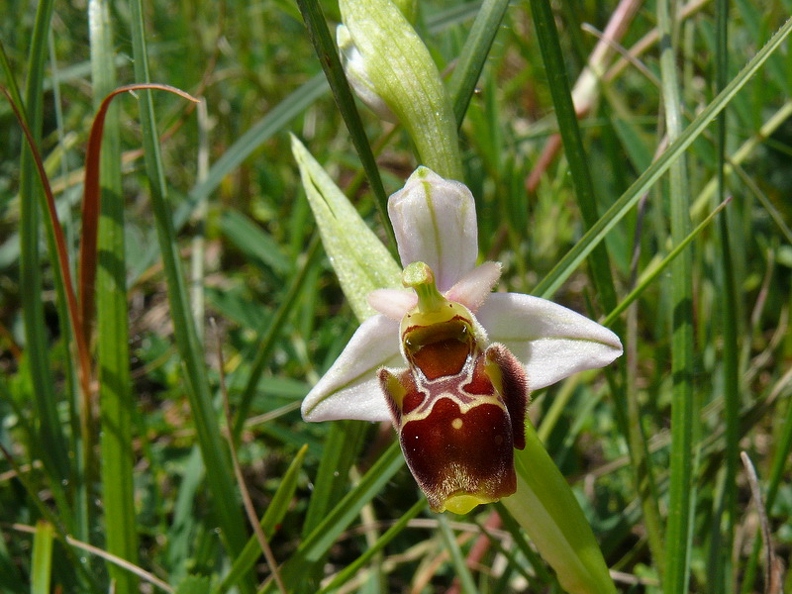 Ophrys_bourdon_57.jpg