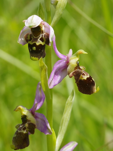 Ophrys_bourdon_58.jpg