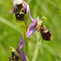 Ophrys_bourdon_58.jpg