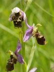 Ophrys bourdon