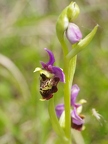 Ophrys bourdon