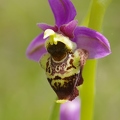 Ophrys_bourdon_60.jpg