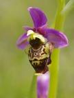 Ophrys bourdon