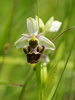 Ophrys bourdon à labelle scolopaxoïde