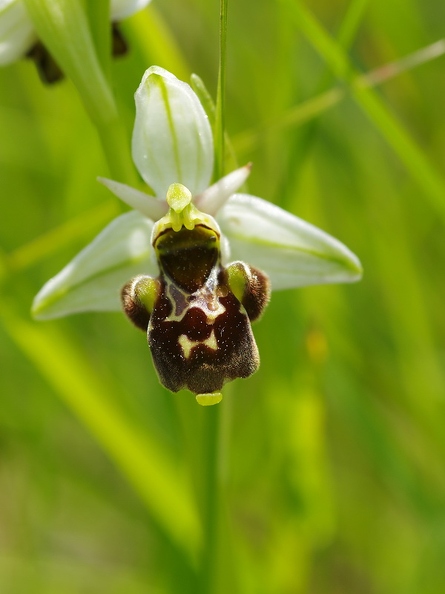 Ophrys_bourdon_62.jpg