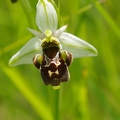Ophrys bourdon à labelle scolopaxoïde
