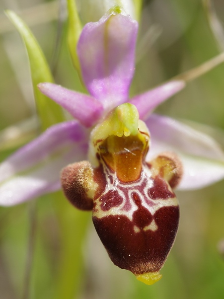 Ophrys_bourdon_63.jpg