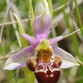 Ophrys bourdon à labelle scolopaxoïde