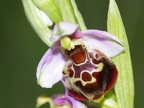 Ophrys bourdon