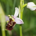 Ophrys_bourdon_66.jpg