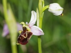 Ophrys bourdon