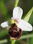 Ophrys bourdon