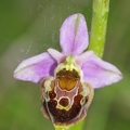 Ophrys_bourdon_68.jpg