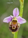 Ophrys bourdon