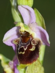 Ophrys bourdon