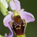 Ophrys_bourdon_70.jpg