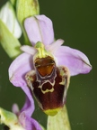 Ophrys bourdon