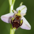 Ophrys_bourdon_71.jpg