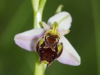 Ophrys bourdon