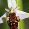 Ophrys_bourdon_72.jpg