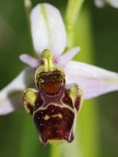 Ophrys bourdon