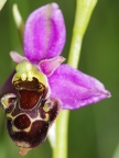 Ophrys bourdon