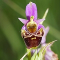 Ophrys_bourdon_74.jpg